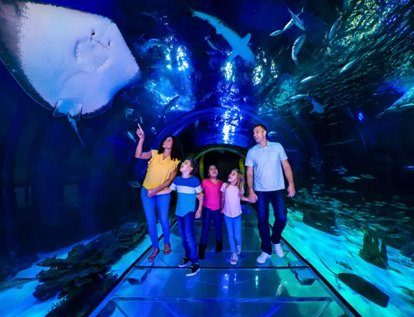 A family walks through an underwater tunnel at SEA LIFE Orlando, surrounded by sharks and a stingray above.